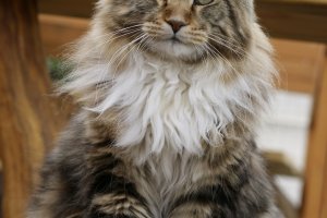 Burning Sky Absolon Maine Coon