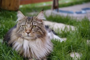 Burning Sky Absolon Maine Coon