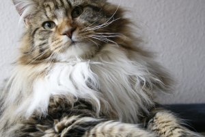 Burning Sky Absolon Maine Coon