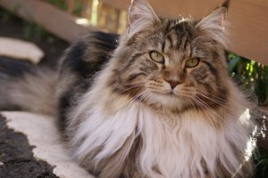 Burning Sky Absolon Maine Coon