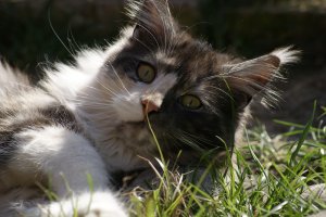 SONY DSC