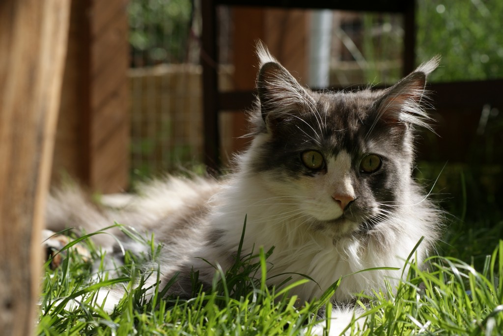 SONY DSC