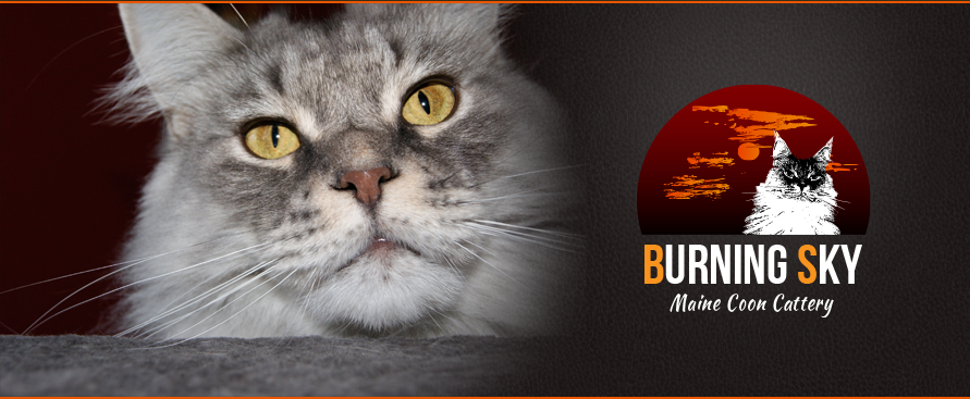 Üdvözlünk a Burning Sky Maine Coon Cattery oldalán - kérlek kattints a belépéshez!
